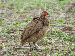 Swainson's spurfowl, Swainson's francolin or chikwari, Botswana
