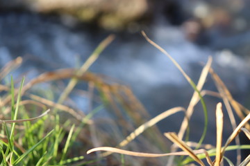 grass in the wind