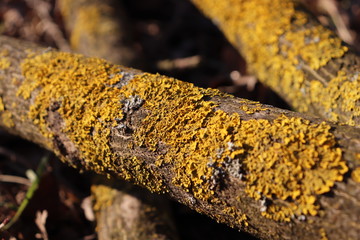 Fototapeta premium lichen on tree