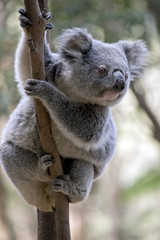 Fototapeta na wymiar joey koala