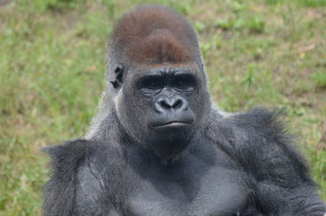 Naklejka premium Western lowland gorilla
