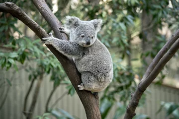 Tuinposter Koala joey koala