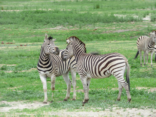 African zebras in natural habitat