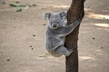 Photo sur Plexiglas Koala Joey Koala