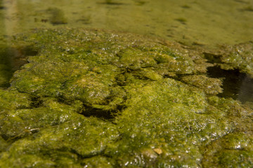 green algae