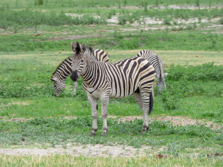 Obraz na płótnie Canvas African zebras in natural habitat
