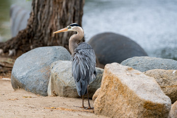 Heron