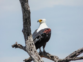 African fish eagle (Haliaeetus vocifer), Botswana