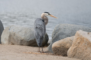 Heron
