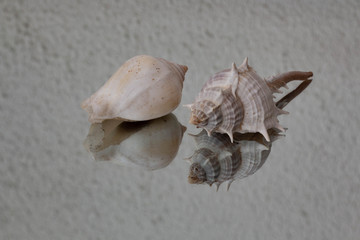 mirroring of two white  skulls