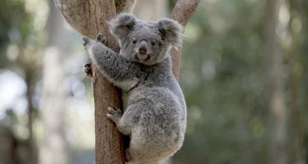 Foto op Plexiglas koala © susan flashman