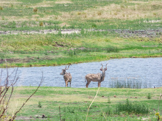 African impala, aerpyceros melampus, Botswana