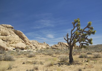 Joshua Tree National park