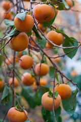 persimmons growing on a tree