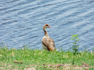 Egyptian goose (Alopochen aegyptiaca), duck, goose, Botswana