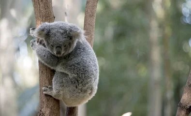 Photo sur Aluminium Koala Joey Koala