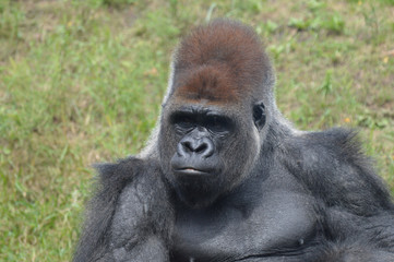 Obraz premium Western lowland gorilla