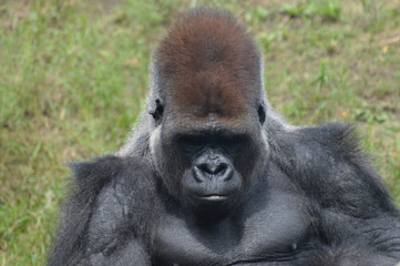 Western lowland gorilla