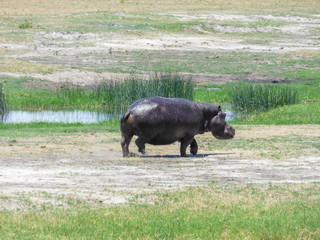 African hippopotamus, in Botswana