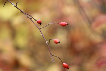 red berries