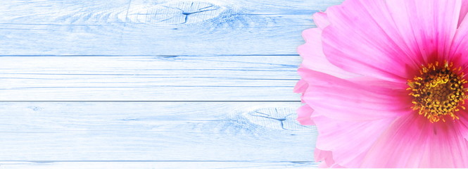 pink flower texture in blue wooden background for web peace meditation spa health religion nature...
