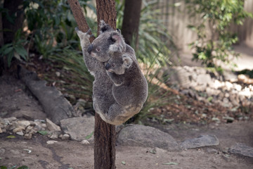 koala with joey on her back