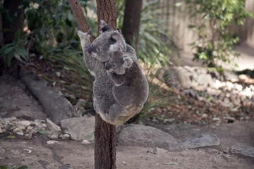Tableaux ronds sur aluminium brossé Koala koala with joey on her back