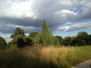 Wachholderheide am Abend