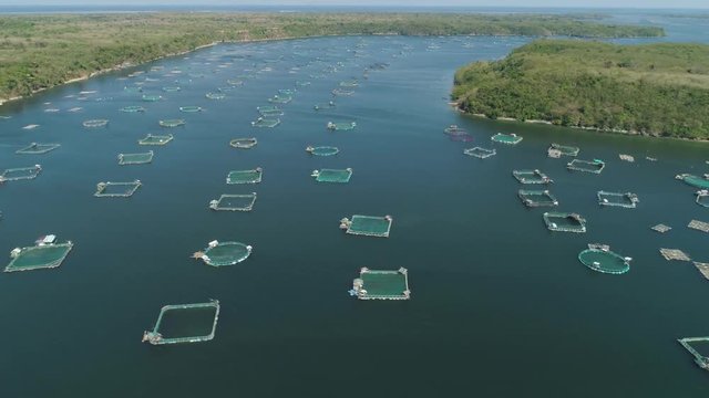 Fish farm with cages for fish and shrimp in the Philippines, Luzon. Aerial view of fish ponds for bangus, milkfish. Fish cage for tilapia, milkfish farming aquaculture or pisciculture practices.