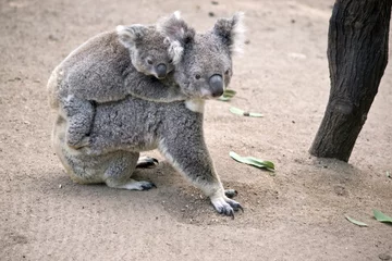 Papier Peint photo Koala koala avec Joey sur le dos