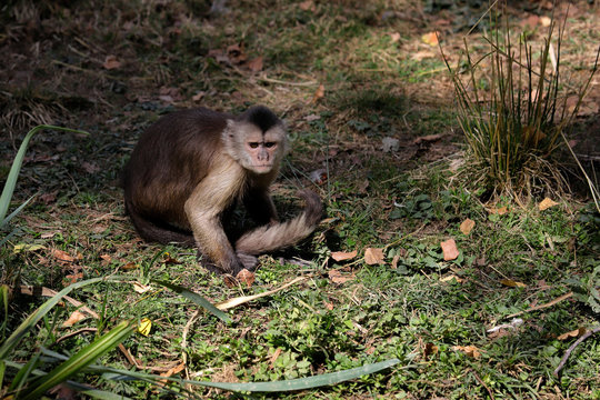 Full body of white-headed Capuchin New World monkey of the subfamily Cebinae