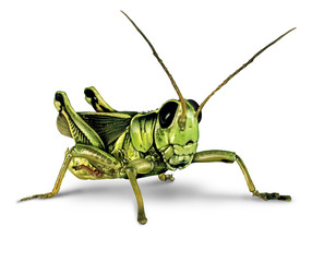 Grasshopper - obrazy, fototapety, plakaty