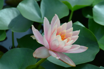 Water lily on the pond