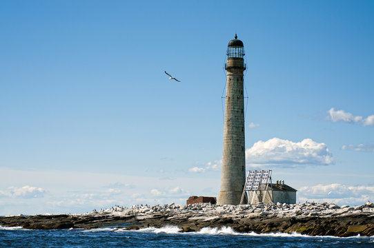 Seagull Flies By Tallest Stone Lighthouse in New Engand