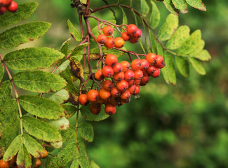 Bunches of red mountain ash in green foliage