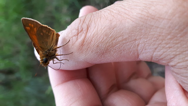 farfalla-sul-dito-che-mi-guarda