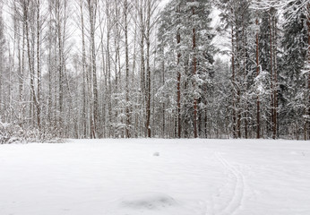 Glade and trees in the park after snowfall