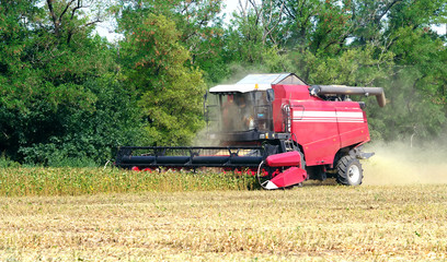 Fototapeta premium autumn seasonal harvest of soybean harvesting in a field against a background of green trees close-up