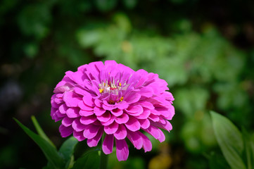 Zinnia flowers in the garden