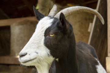 Obraz na płótnie Canvas Portrait a close up of a black-white goat with horns. Farm animal.