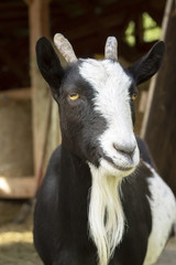 Portrait a close up of a black-white goat with horns. Farm animal.
