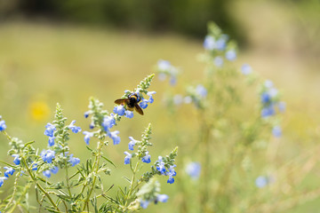 The bee collects nectar on flowers on a sunny day in the Dallas park