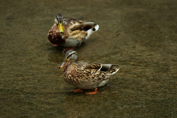 a pair of wild ducks on the ooze