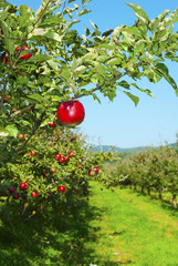 Apple orchard