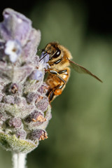 Bee on Lavander