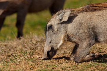 Warthog kneeling down on the ground