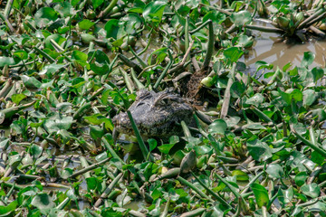 Caiman in the Pantanal region of Brazil