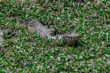 Fototapeta premium Caiman