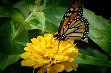 Monarch butterfly on a flower