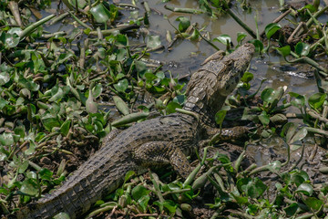 A solitary Caiman, Brazil